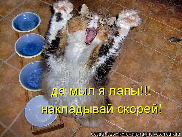 Котоматрица: да мыл я лапы!!! накладывай скорей!