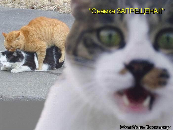 Котоматрица: "Съемка ЗАПРЕЩЕНА!!"