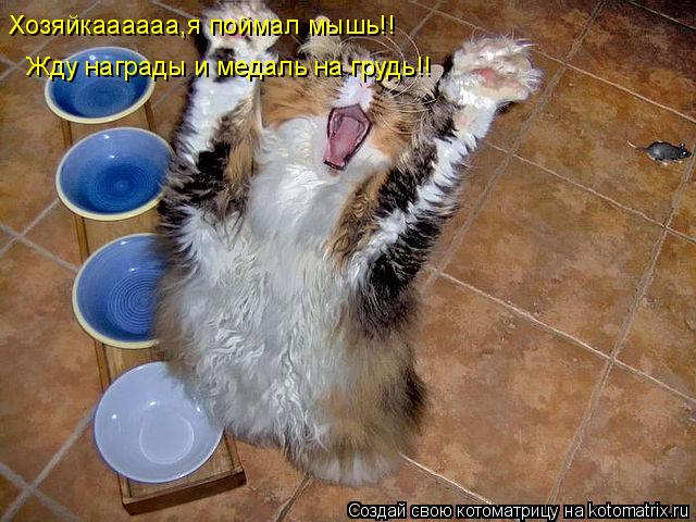 Котоматрица: Хозяйкаааааа,я поймал мышь!! Жду награды и медаль на грудь!!