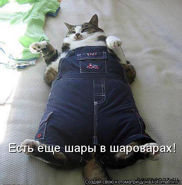 Котоматрица: Есть еще шары в шароварах!
