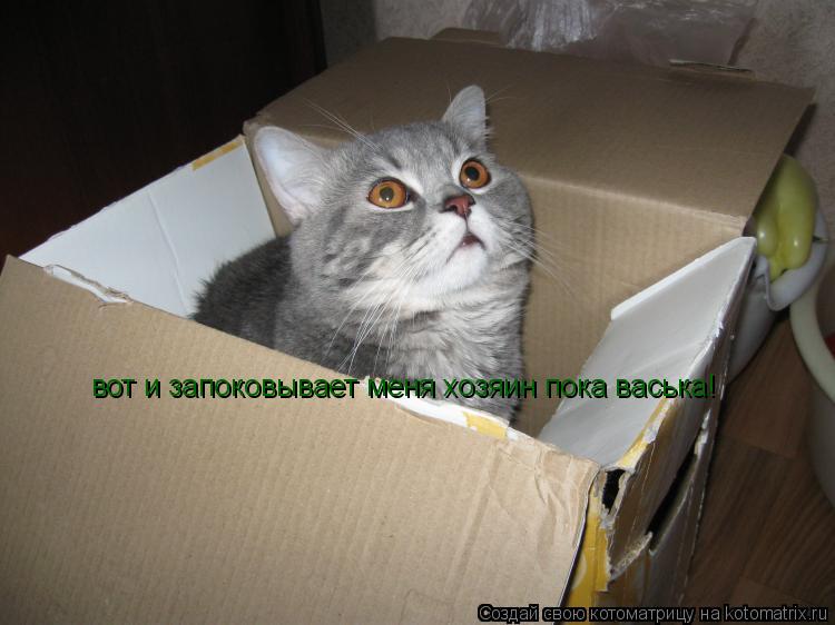 Котоматрица: вот и запоковывает меня хозяин пока васька! вот и запоковывает меня хозяин пока васька!