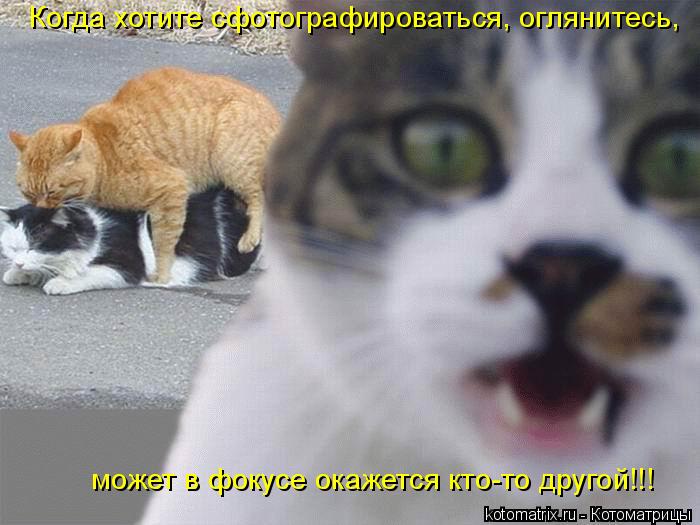 Котоматрица: может в фокусе окажется кто-то другой!!! Когда хотите сфотографироваться, оглянитесь,