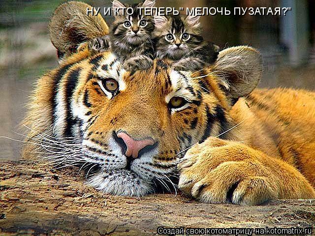 Котоматрица: НУ И КТО ТЕПЕРЬ" МЕЛОЧЬ ПУЗАТАЯ?"
