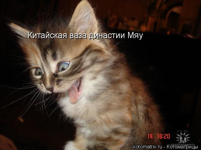 Котоматрица: Китайская ваза династии Мяу