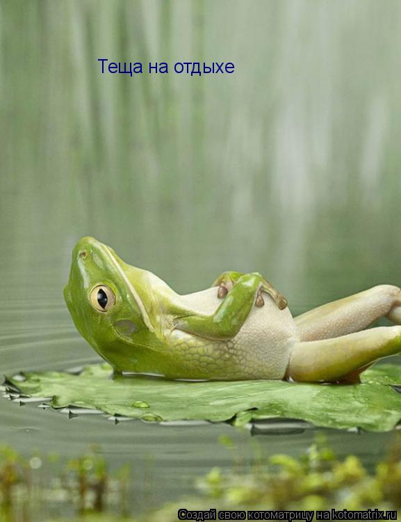 Теща на отдыхе... Котоматрица: Теща на отдыхе