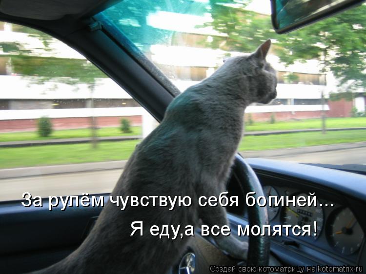 За рулём чувствую себя богиней... Я еду,а все молятся!... Котоматрица: За рулём чувствую себя богиней... Я еду,а все молятся!