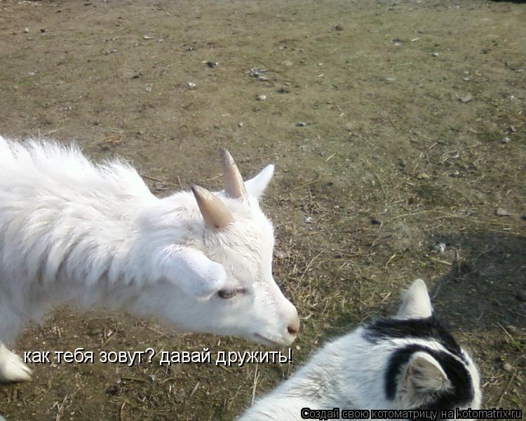 как тебя зовут? давай дружить!... Котоматрица: как тебя зовут? давай дружить!
