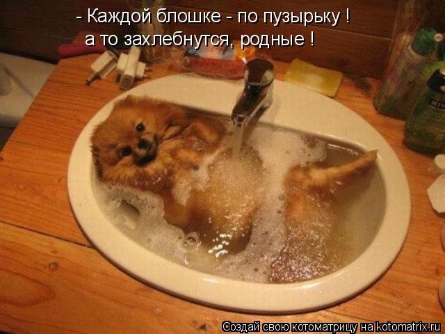 - Каждой блошке - по пузырьку ! а то захлебнутся, родные !... Котоматрица: - Каждой блошке - по пузырьку ! а то захлебнутся, родные !