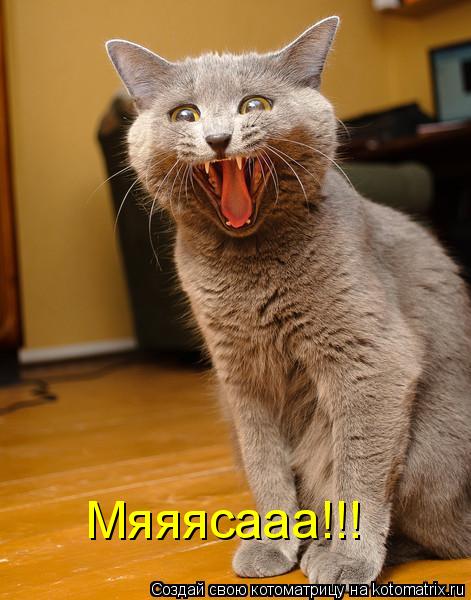 Мяяясааа!!!... Котоматрица: Мяяясааа!!!