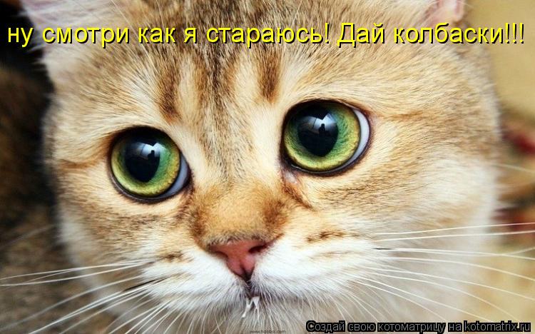 ну смотри как я стараюсь! Дай колбаски!!!... Котоматрица: ну смотри как я стараюсь! Дай колбаски!!!