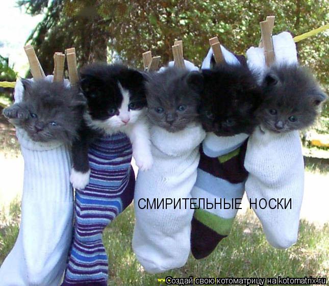 СМИРИТЕЛЬНЫЕ НОСКИ... Котоматрица: СМИРИТЕЛЬНЫЕ НОСКИ
