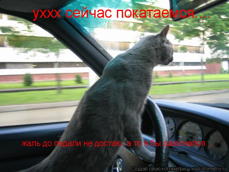 уххх сейчас покатаемся.... жаль до педали не достаю, а то я бы разогнался...... Котоматрица: уххх сейчас покатаемся.... жаль до педали не достаю, а то я бы разогнался...