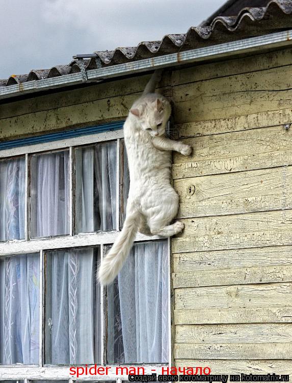 spider man - начало... Котоматрица: spider man - начало