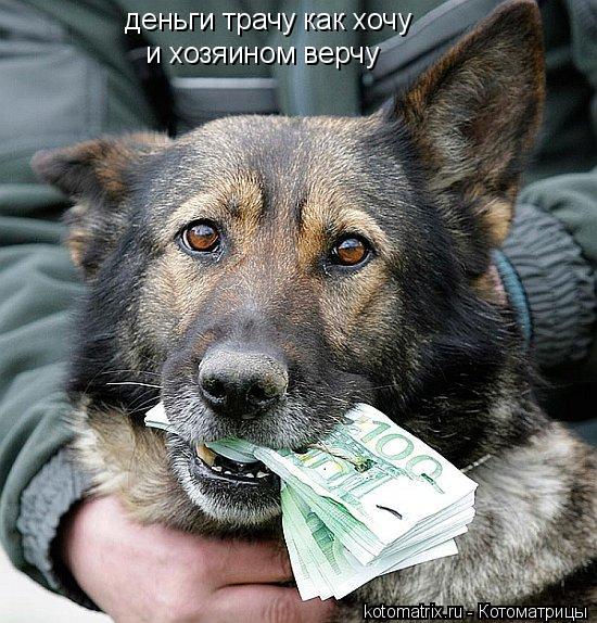 деньги трачу как хочу и хозяином верчу... Котоматрица: деньги трачу как хочу и хозяином верчу