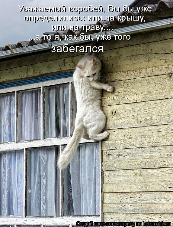 Уважаемый воробей, Вы бы уже определились: или на крышу, или на траву.... ...а то я, как бы, уже тог... Котоматрица: Уважаемый воробей, Вы бы уже определились: или на крышу, или на траву.... ...а то я, как бы, уже того забегался