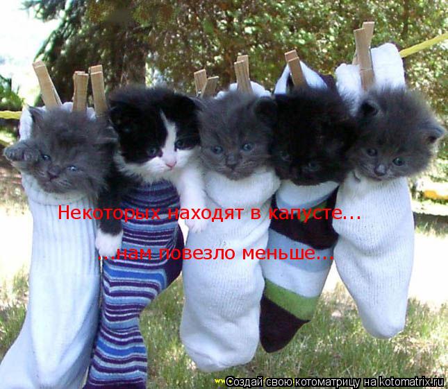 Некоторых находят в капусте... ...нам повезло меньше...... Котоматрица: Некоторых находят в капусте... ...нам повезло меньше...