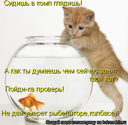 Сидишь в комп глядишь! А как ты думаешь чем сейчас занят твой кот? Пойди-ка проверь! Не дай умерет ры... Котоматрица: Сидишь в комп глядишь! А как ты думаешь чем сейчас занят твой кот? Пойди-ка проверь! Не дай умерет рыбе(шторе,колбасе)!