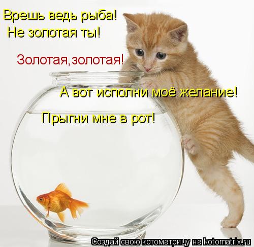 Врешь ведь рыба! Не золотая ты! А вот исполни моё желание! Золотая,золотая! Прыгни мне в рот!... Котоматрица: Врешь ведь рыба! Не золотая ты! А вот исполни моё желание! Золотая,золотая! Прыгни мне в рот!