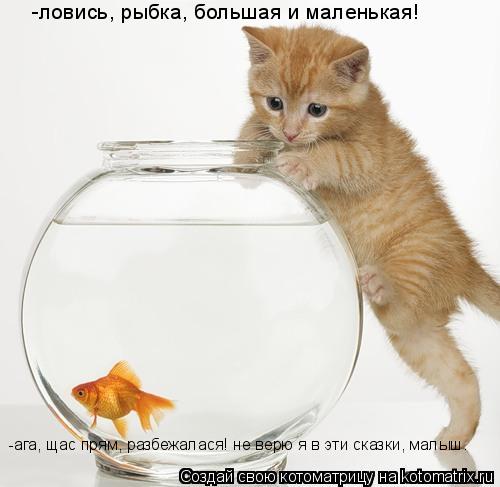 -ловись, рыбка, большая и маленькая! -ага, щас прям, разбежалася! не верю я в эти сказки, малыш.... Котоматрица: -ловись, рыбка, большая и маленькая! -ага, щас прям, разбежалася! не верю я в эти сказки, малыш.