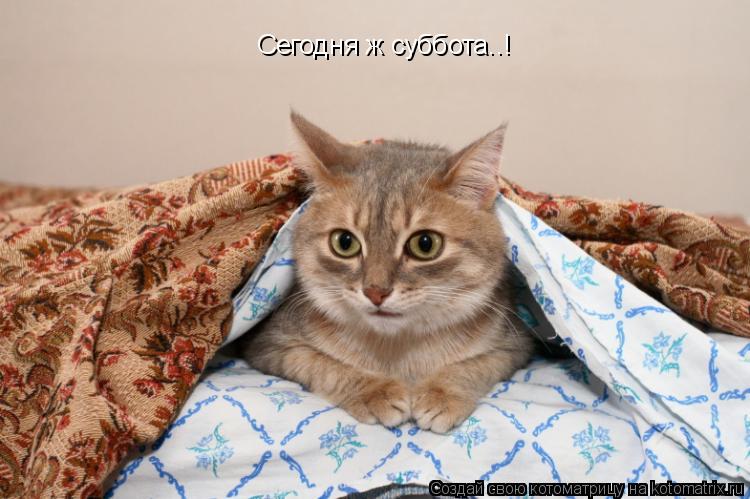 Сегодня ж суббота..!... Котоматрица: Сегодня ж суббота..!