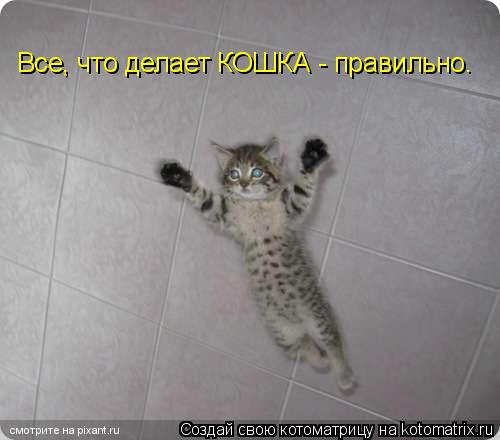 Все, что делает КОШКА - правильно.... Котоматрица: Все, что делает КОШКА - правильно.