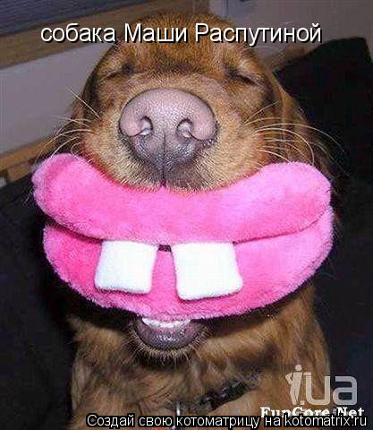 Котоматрица: собака Маши Распутиной
