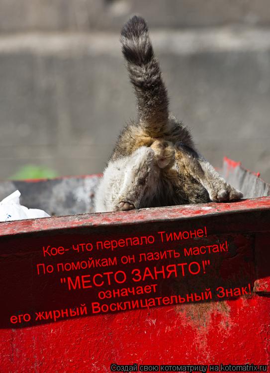 Котоматрица: Кое- что перепало Тимоне! По помойкам он лазить мастак! "МЕСТО ЗАНЯТО!" означает его жирный Восклицательный Знак!