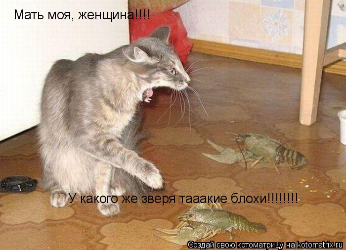 Котоматрица: Мать моя, женщина!!!! У какого же зверя тааакие блохи!!!!!!!!