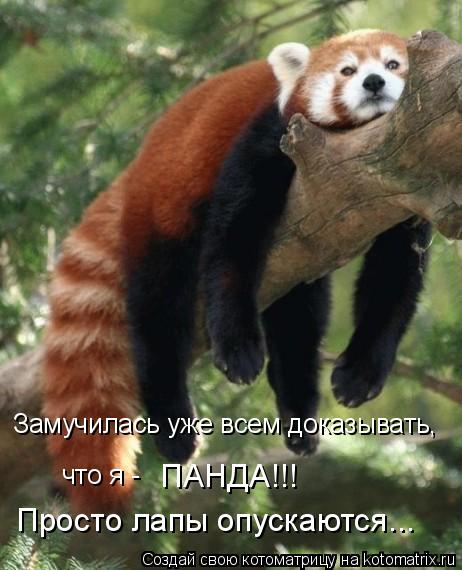 Замучилась уже всем доказывать, что я - ПАНДА!!! Просто лапы опускаются...... Котоматрица: Замучилась уже всем доказывать, что я - ПАНДА!!! Просто лапы опускаются...