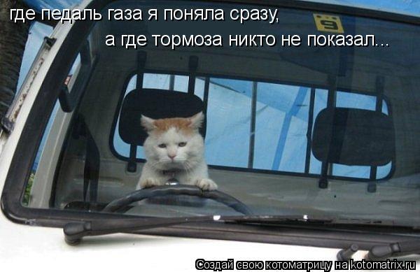 Котоматрица: где педаль газа я поняла сразу,  а где тормоза никто не показал...