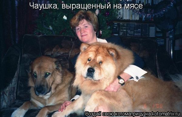 Котоматрица: Чаушка, выращенный на мясе