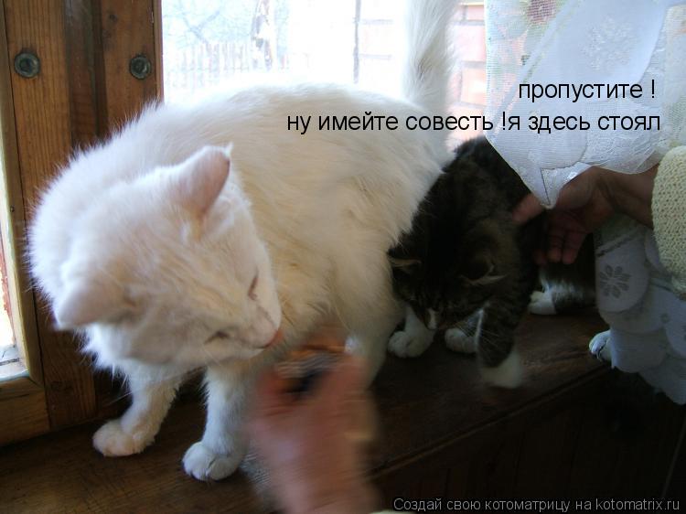 Котоматрица: пропустите !  ну имейте совесть !я здесь стоял