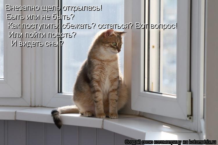 Котоматрица: Внезапно щель открылась! Быть или не быть? Как поступить: сбежать? остаться? Вот вопрос! Или пойти поесть? И видеть сны?