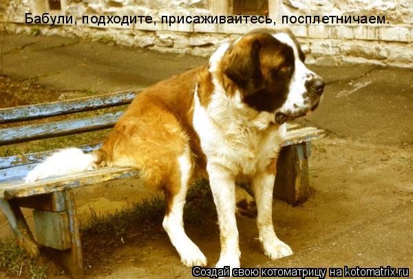 Котоматрица: Бабули, подходите, присаживайтесь, посплетничаем.