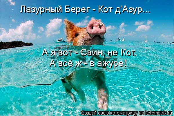 Котоматрица: Лазурный Берег - Кот д'Азур... А я вот - Свин, не Кот. А всё ж - в ажуре!
