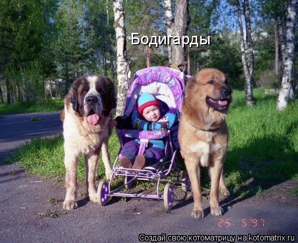 Бодигарды... Котоматрица: Бодигарды