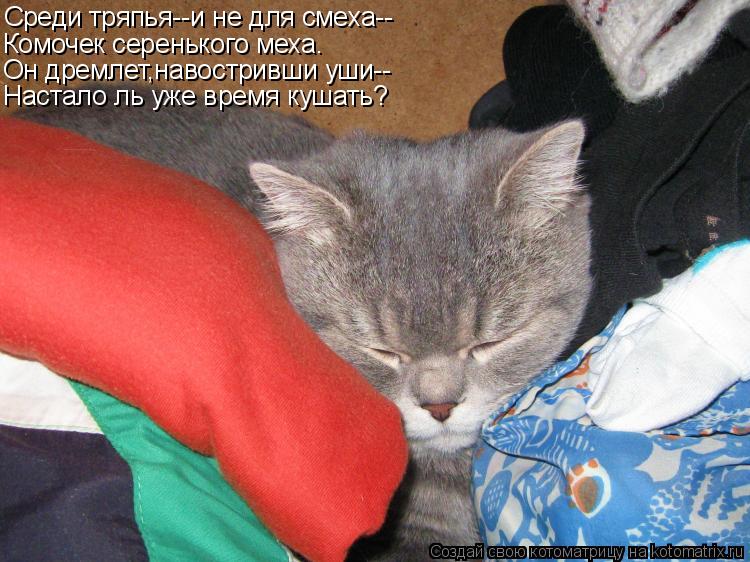 Среди тряпья--и не для смеха-- Комочек серенького меха. Он дремлет,навостривши уши-- Настало ль уже в... Котоматрица: Среди тряпья--и не для смеха-- Комочек серенького меха. Он дремлет,навостривши уши-- Настало ль уже время кушать?