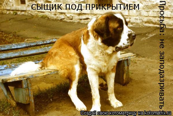 СЫЩИК ПОД ПРИКРЫТИЕМ Просьба: не заподазривать... Котоматрица: СЫЩИК ПОД ПРИКРЫТИЕМ Просьба: не заподазривать
