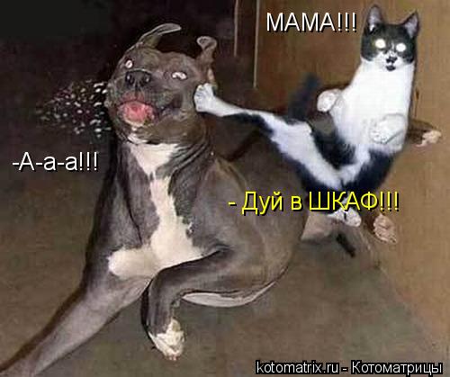 МАМА!!! -А-а-а!!! - Дуй в ШКАФ!!!... Котоматрица: МАМА!!! -А-а-а!!! - Дуй в ШКАФ!!!