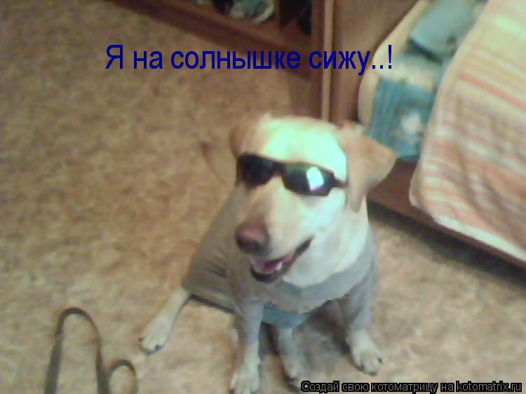 Котоматрица: Я на солнышке сижу..!