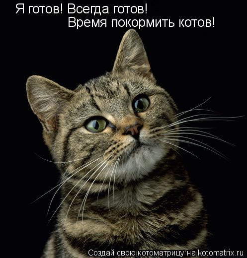 Котоматрица: Я готов! Всегда готов! Время покормить котов!