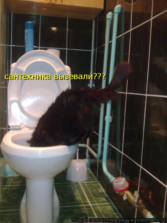Котоматрица: сантехника вызевали???