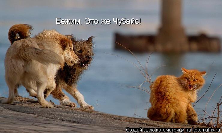Котоматрица: Бежим. Это же Чубайс!