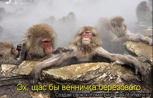 Котоматрица: Эх, щас бы венничка берёзового.