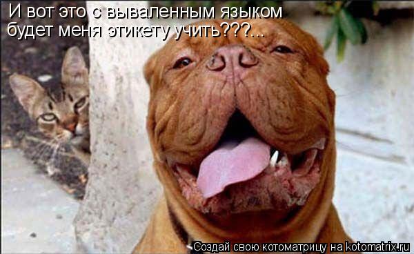 Котоматрица: И вот это с вываленным языком будет меня этикету учить???...