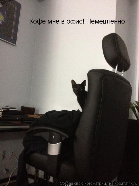 Котоматрица: Кофе мне в офис! Немедленно!