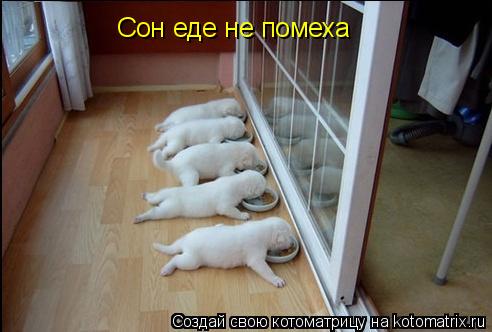Котоматрица: Сон еде не помеха