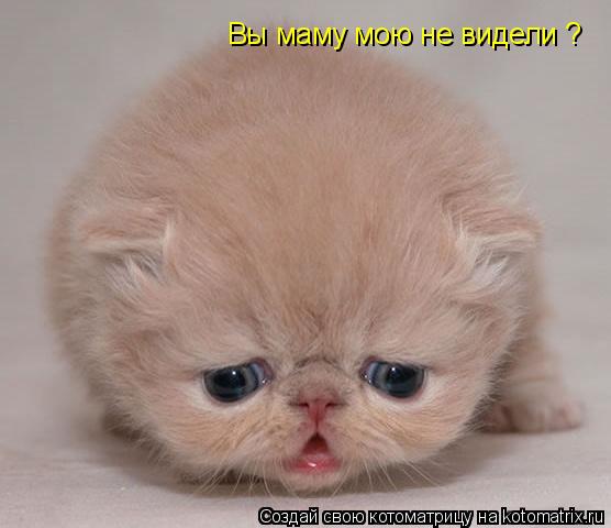 Котоматрица: Вы маму мою не видели ?