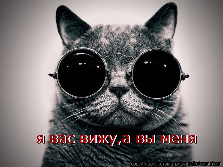 я вас вижу,а вы меня я вас вижу,а вы меня... Котоматрица: я вас вижу,а вы меня я вас вижу,а вы меня