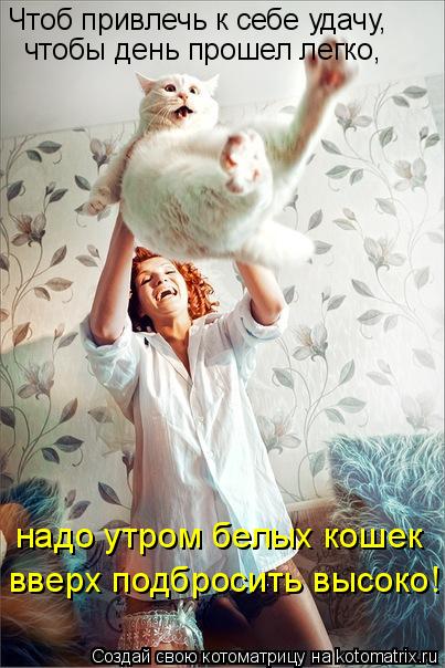 Чтоб привлечь к себе удачу, чтобы день прошел легко, надо утром белых кошек вверх подбросить высоко... Котоматрица: Чтоб привлечь к себе удачу, чтобы день прошел легко, надо утром белых кошек вверх подбросить высоко!